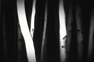 Un travelling hypnotique et optique de 8 minutes (plan-séquence) dans une forêt en images de synthèse.